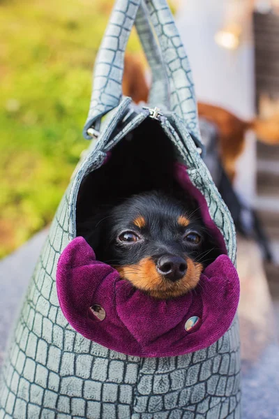 Svart Rysk Terrier Gömmer Sig Grå Hund Väska — Stockfoto