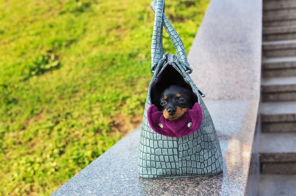 Svart Rysk Terrier Sitter Grå Hund Väska Sten Bröstvärn — Stockfoto