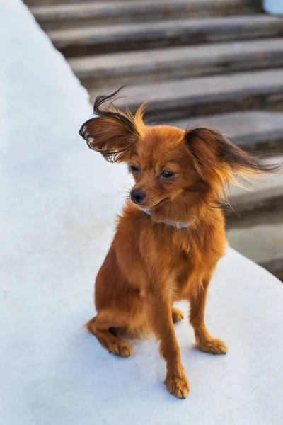 Röd Rysk Terrier Med Blå Koppel Som Sitter Vit Sten — Stockfoto