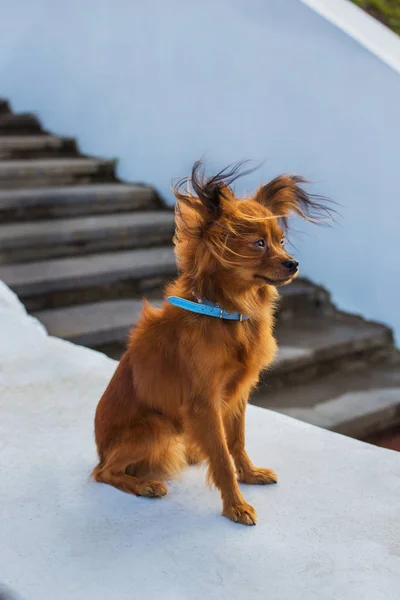 Röd Rysk Terrier Med Blå Koppel Som Sitter Vit Sten — Stockfoto