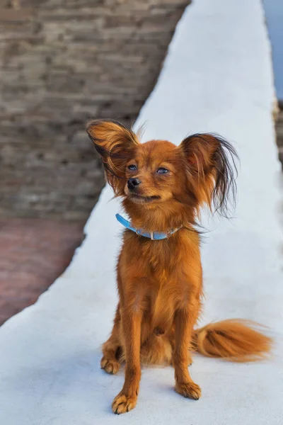 Terrier Russo Vermelho Com Coleira Azul Sentado Parapeito Pedra Branca — Fotografia de Stock