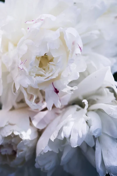 Fond floral. Motif pivoines roses et blanches. Bouquet de pivoines — Photo