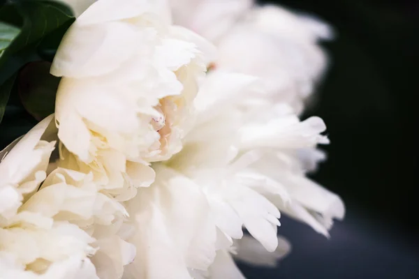 Florale achtergrond. Roze en witte pioenrozen patroon. Boeket van pioenrozen — Stockfoto