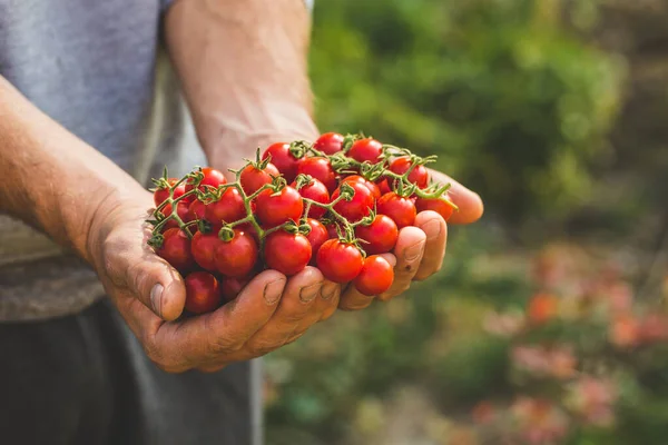 Agricoltori con pomodori freschi. Alimenti biologici sani Foto Stock Royalty Free