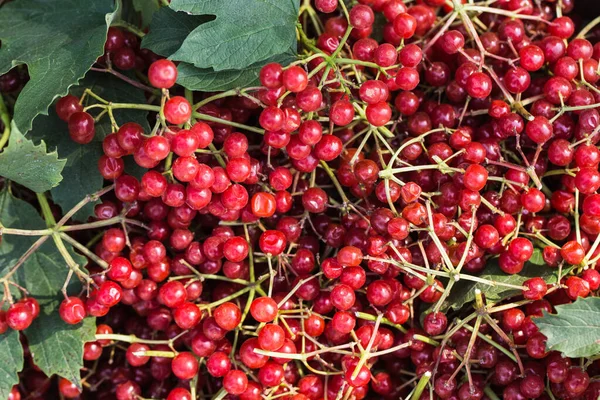 Rote Viburnum-Beeren mit Trauben — Stockfoto