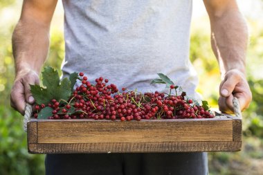 Çiftçi viburum meyvesi saklar