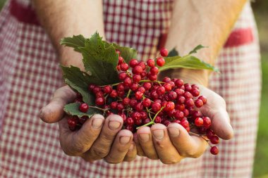 Çiftçi viburum meyvesi saklar