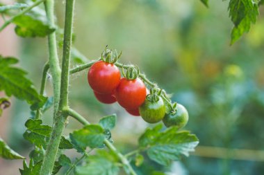 Bahçe kiraz domates.