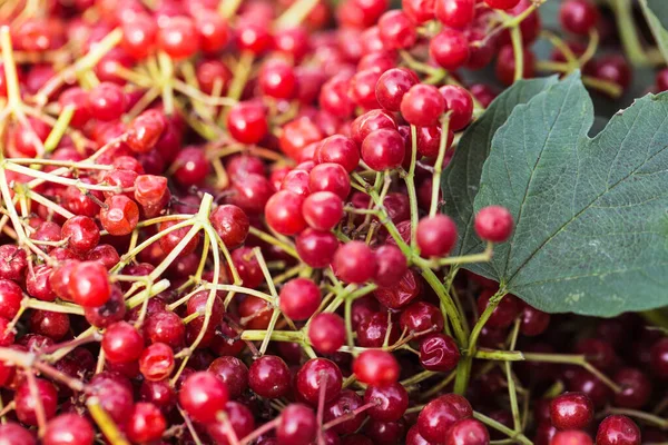 Viburnum berries with bunches — Stock Photo, Image