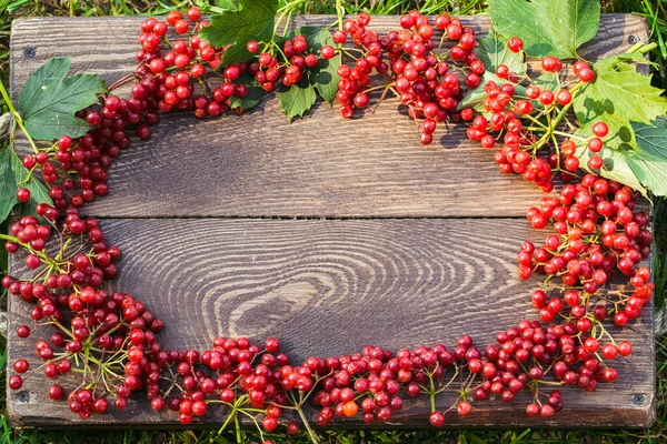 Viburnum berries with bunches. Viburnum on wooden background — Stock Photo, Image