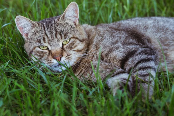 Cat In The Green Grass.
