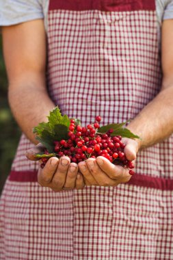 Çiftçi bahçede kırmızı viburnum meyvesi tutuyor..