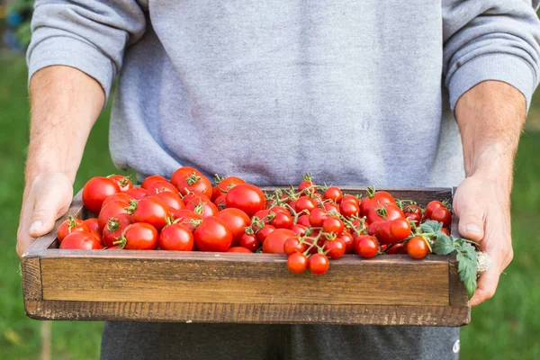 Agricoltori con pomodori freschi. Alimenti biologici sani Foto Stock Royalty Free