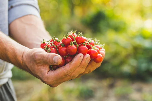 Agricoltori con pomodori freschi. Alimenti biologici sani Immagini Stock Royalty Free