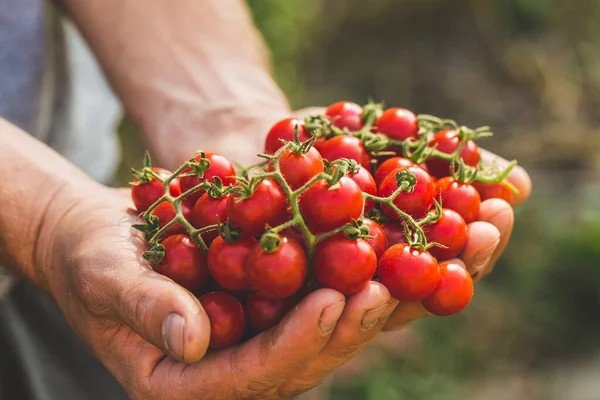 Agricoltori con pomodori freschi. Alimenti biologici sani Immagini Stock Royalty Free