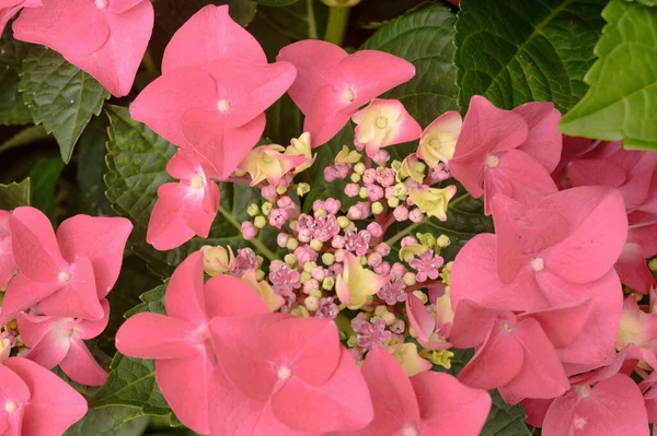 Pembe ortanca çiçeklerinin çiçek arkaplanı yakındır. Yüksek kalite fotoğraf