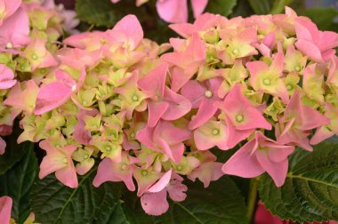 Pembe ortanca çiçeklerinin çiçek arkaplanı yakındır. Yüksek kalite fotoğraf