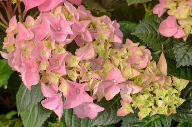 Pembe ortanca çiçeklerinin çiçek arkaplanı yakındır. Yüksek kalite fotoğraf