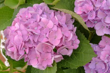 Pembe ortanca çiçeklerinin çiçek arkaplanı yakındır. Yüksek kalite fotoğraf