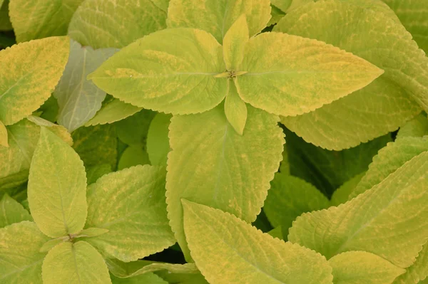 Çiçek tarlasında çiçek arkaplan koleusu bitkileri var. Yüksek kalite fotoğraf