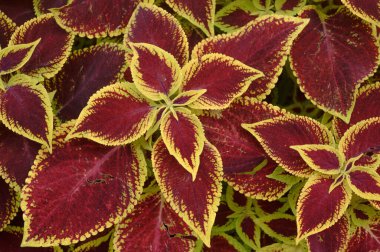 Çiçek tarlasında çiçek arkaplan koleusu bitkileri var. Yüksek kalite fotoğraf