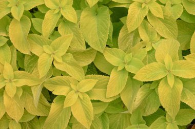 Çiçek tarlasında çiçek arkaplan koleusu bitkileri var. Yüksek kalite fotoğraf