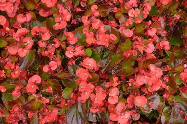 Fundo Floral Begônia Vermelha Gramado Foto Alta Qualidade — Fotografia de Stock