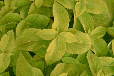 Çiçek tarlasında çiçek arkaplan koleusu bitkileri var. Yüksek kalite fotoğraf