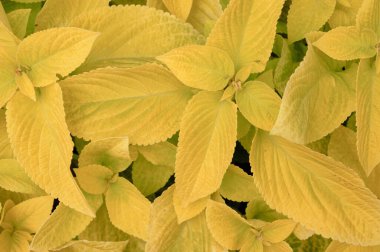 Çiçek tarlasında çiçek arkaplan koleusu bitkileri var. Yüksek kalite fotoğraf