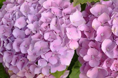 Pembe ortanca çiçeklerinin çiçek arkaplanı yakındır. Yüksek kalite fotoğraf