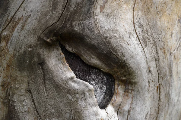 Eski ağaç gövdesinin soyut arkaplanı. Sanat eserleri için üst görünümü kapatın. Yüksek kalite fotoğraf