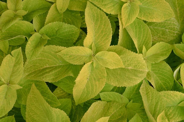 Çiçek tarlasında çiçek arkaplan koleusu bitkileri var. Yüksek kalite fotoğraf