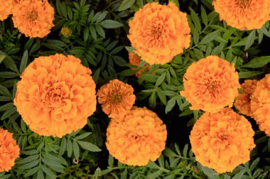 Parktaki bir çiçek tarhındaki kadife çiçeklerinin çiçek arkaplanı. Yüksek kalite fotoğraf