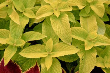 Çiçek tarlasında çiçek arkaplan koleusu bitkileri var. Yüksek kalite fotoğraf