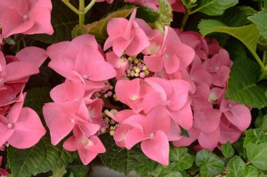 Pembe ortanca çiçeklerinin çiçek arkaplanı yakındır. Yüksek kalite fotoğraf