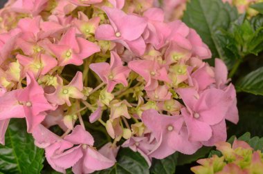 Pembe ortanca çiçeklerinin çiçek arkaplanı yakındır. Yüksek kalite fotoğraf