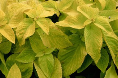 Çiçek tarlasında çiçek arkaplan koleusu bitkileri var. Yüksek kalite fotoğraf