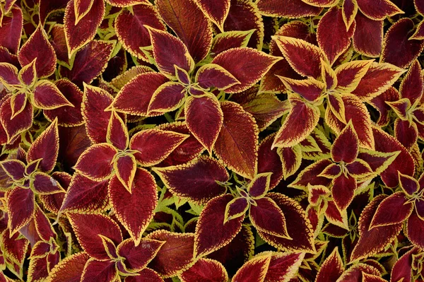 Bloemen Achtergrond Coleus Planten Het Bloembed Hoge Kwaliteit Foto — Stockfoto