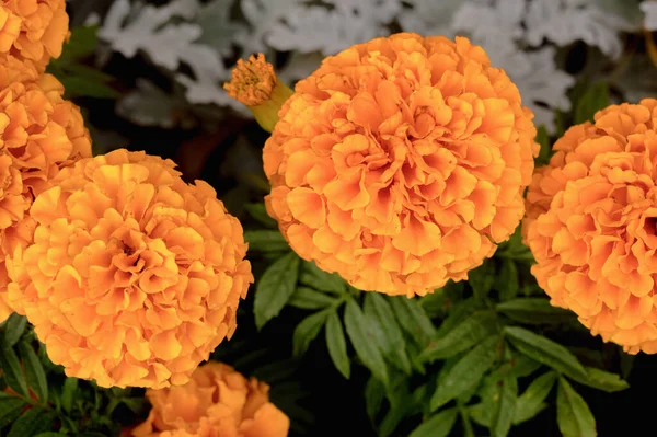 Floral Φόντο Των Marigolds Ένα Παρτέρι Ένα Πάρκο Υψηλής Ποιότητας — Φωτογραφία Αρχείου