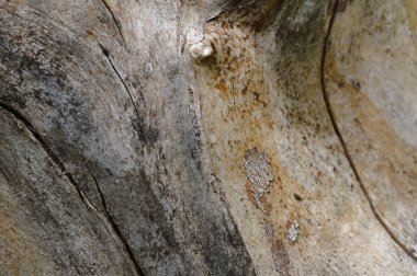 Çatlak ağaç gövdesinin soyut arkaplanı. Sanat eserleri için üst görünümü kapat.