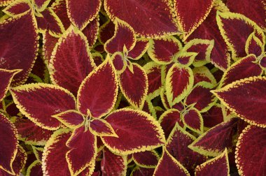 Çiçek tarlasında çiçek arkaplan koleusu bitkileri var. Yüksek kalite fotoğraf