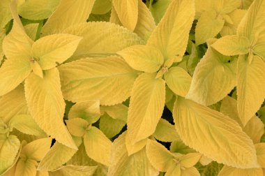 Çiçek tarlasında çiçek arkaplan koleusu bitkileri var. Yüksek kalite fotoğraf