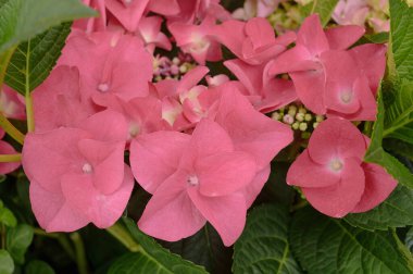 Pembe ortanca çiçeklerinin çiçek arkaplanı yakındır. Yüksek kalite fotoğraf