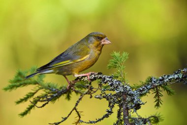 Bir çam üzerinde tünemiş güzel Florya (Chloris chloris) erkek.