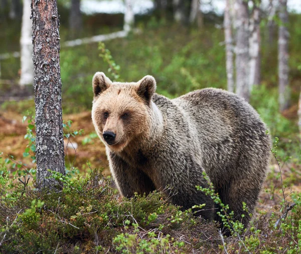 Urso Castanho Olha Volta Taiga Finlândia — Fotografia de Stock