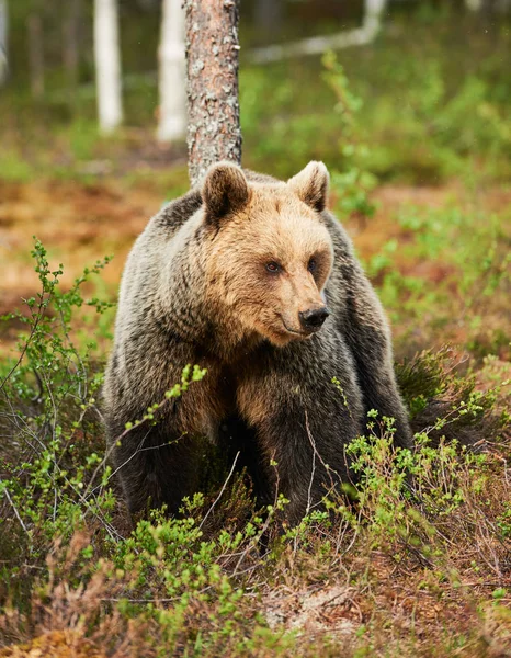 Barna Medve Körülnéz Tajga Finnország — Stock Fotó