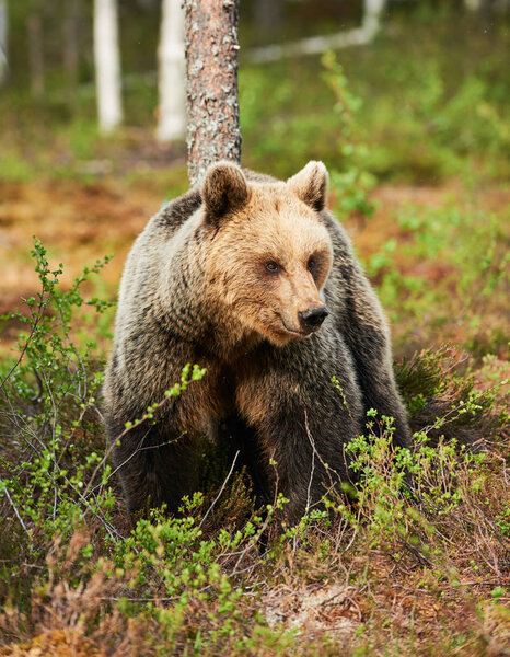 Brown bear looks around in the taiga from Finland