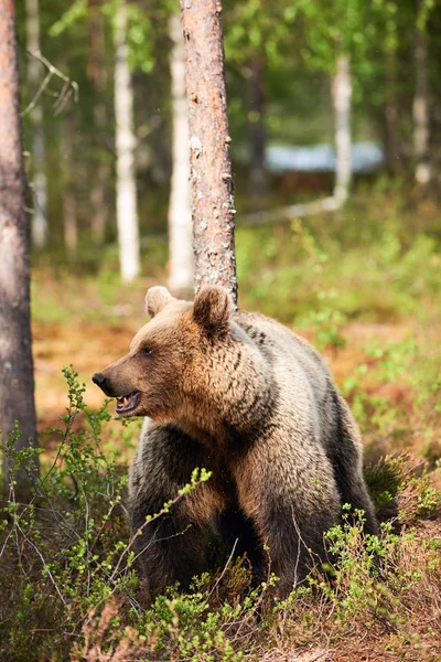 Oso Pardo Mira Alrededor Taiga Desde Finlandia — Foto de Stock