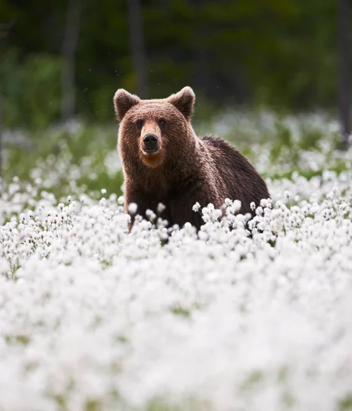 Niedźwiedź Brunatny Leżącego Wśród Trawy Bawełny Fińskiej Tajga — Zdjęcie stockowe