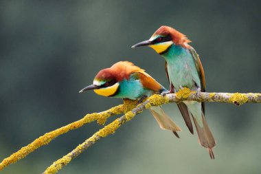 Küçük bir dal üzerinde tünemiş İki renkli Avrupa bee-eaters (arı kuşu apiaster).